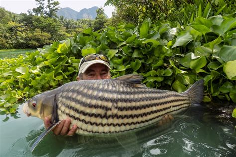 Fishing At Gillhams Thailand: A Truly Memorable Adventure.